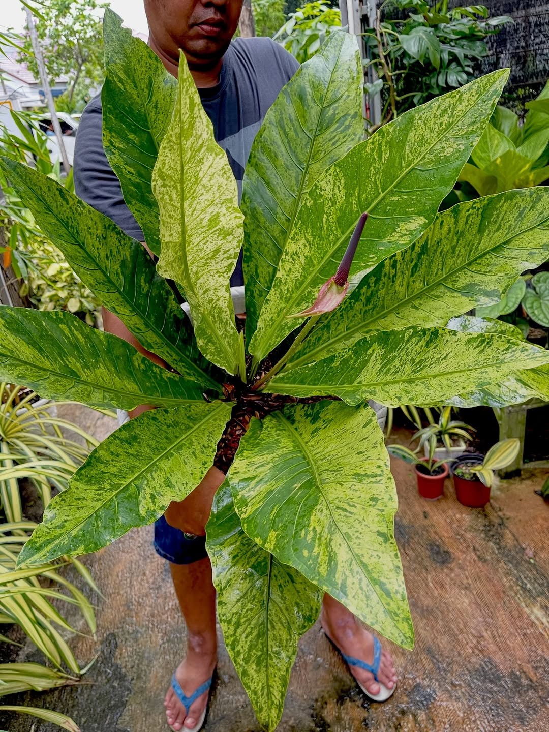 Anthurium Hookery Keris Mint Variegated Lush Leave Real Picture Big Size