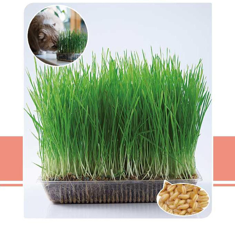 The Cat Ladies Cat Grass for Indoor – Growing Kit – Organic Cat Grass seeds