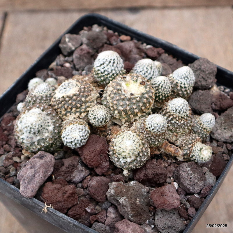 D3333 COPIAPOA LAUII pot12-H3-W10 cm MaMa Cactus