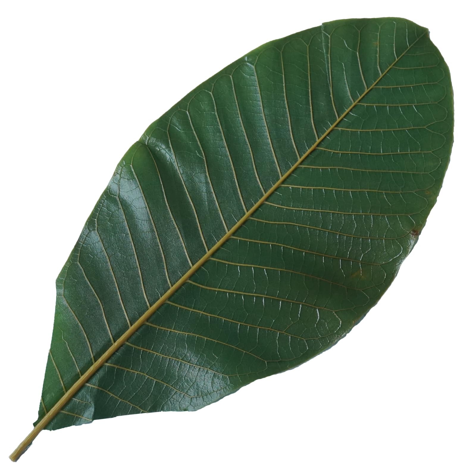 Green Leaves Real Leaves Houpoea Leaf Sushi Plate Decoration Dish Decoration …