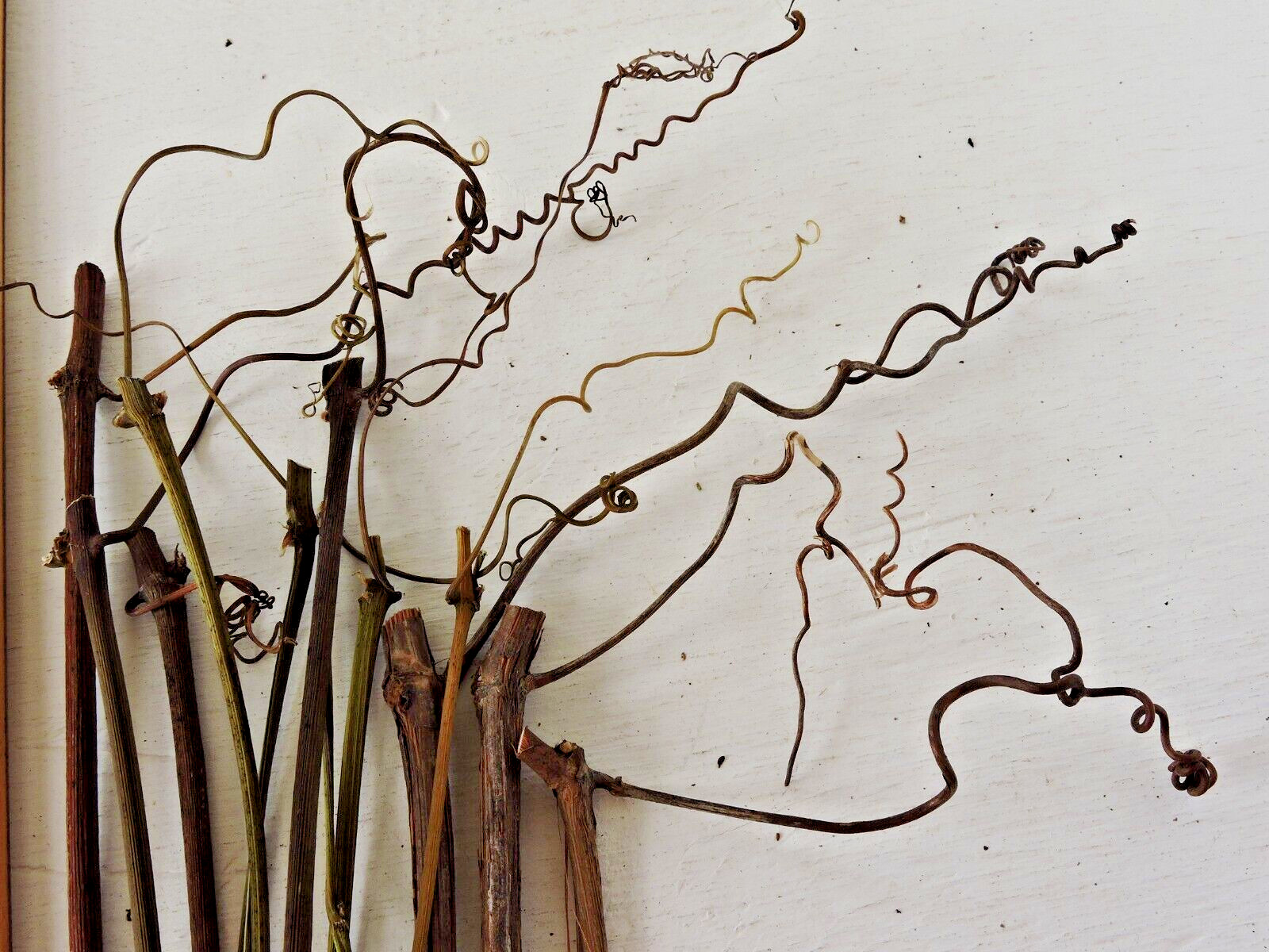 100 Grapevine Stick w/Tendrils Skinny Stem Flora Decor Craft 1/16~3/16″D 3~4″L