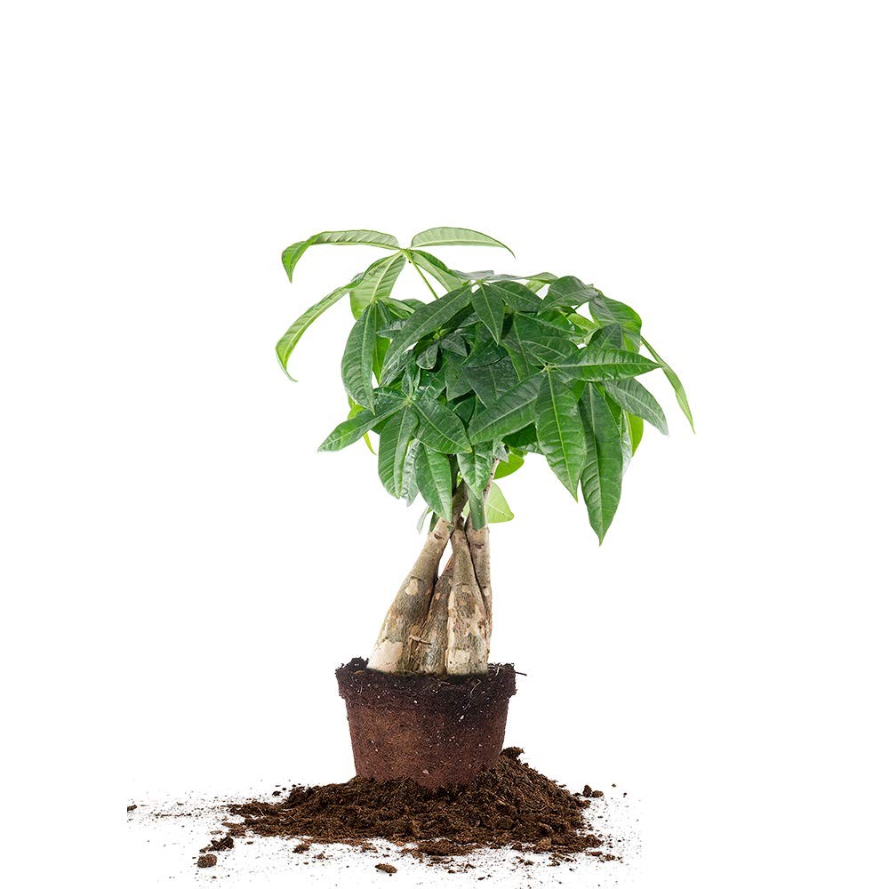 Braided Money Tree 5in. in Grower’s Pot | | Pachira Aquatica | 15in Tall | Ea…