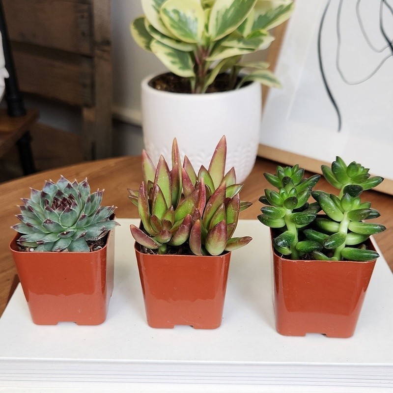 Multicolor Succulent Pack of 6 Live Indoor Plants Easy Care Home Decor New