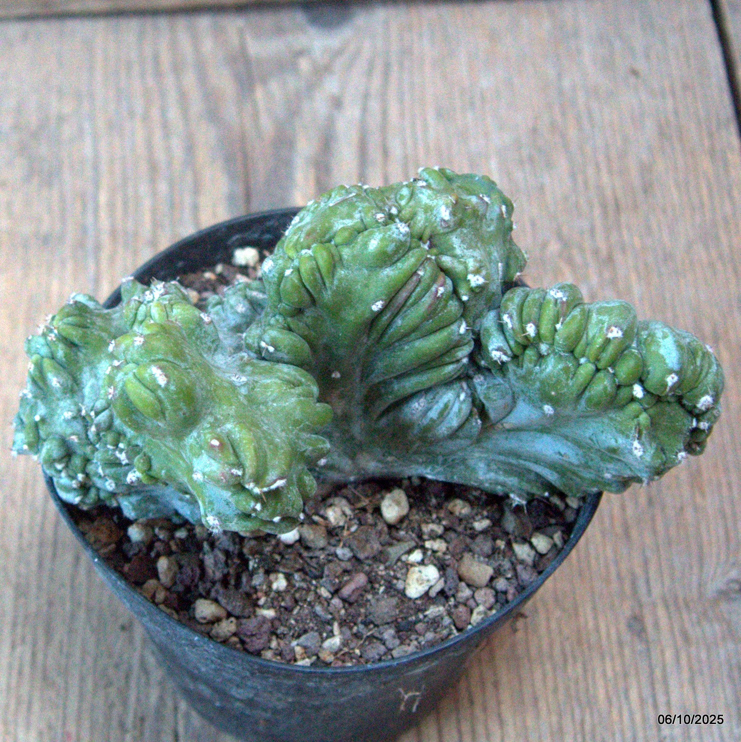 D6890 MYRTILLOCACTUS GEOMETRIZANS CRESTED pot10-H8-W13 cm MaMa Cactus
