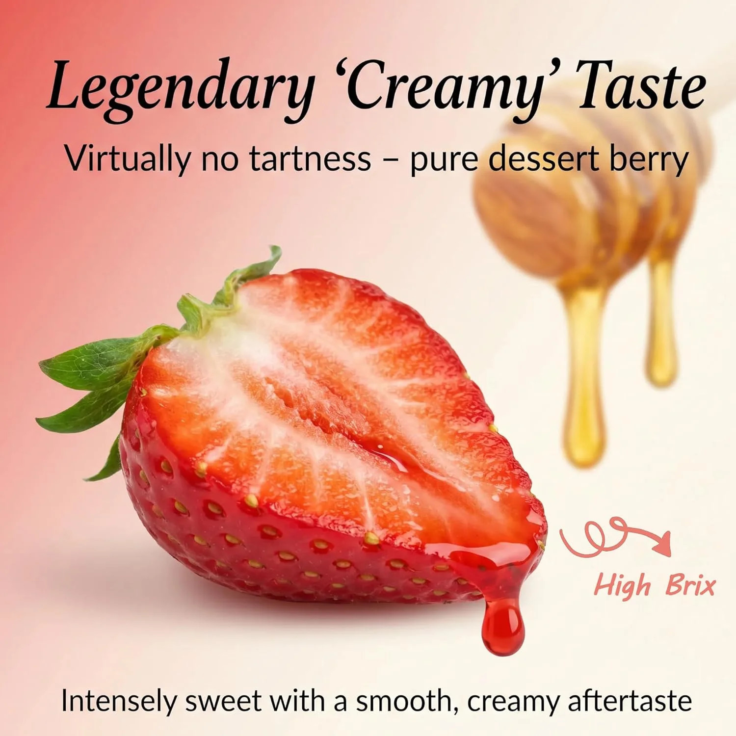 Cream Strawberry Seeds for Planting (Akihime Variety), 2000+ Heirloom Non-GMO Se
