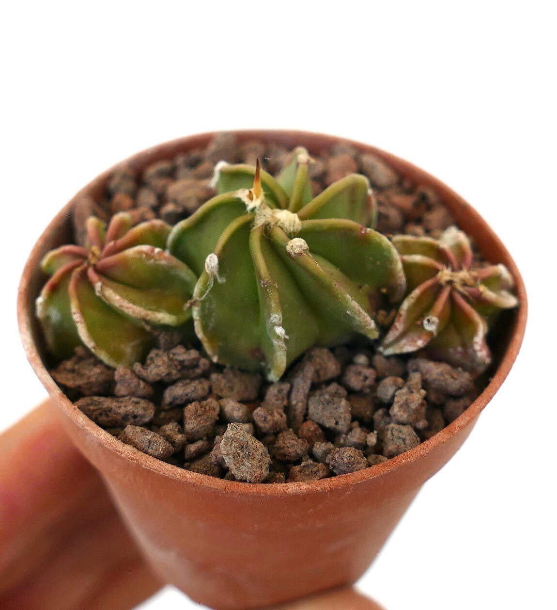 Astrophytum POT OF THREE SS3 – Bishop’s cap | Star cactus