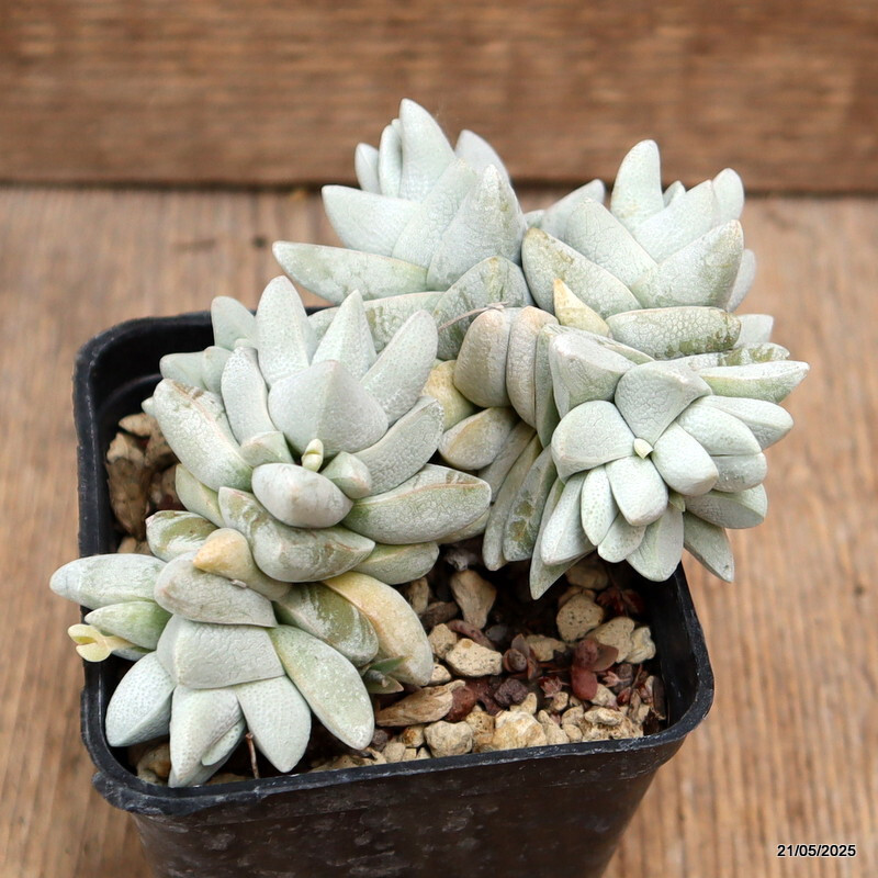 D4252 CRASSULA CORNUTA pot7-H7-W11 cm MaMa Cactus
