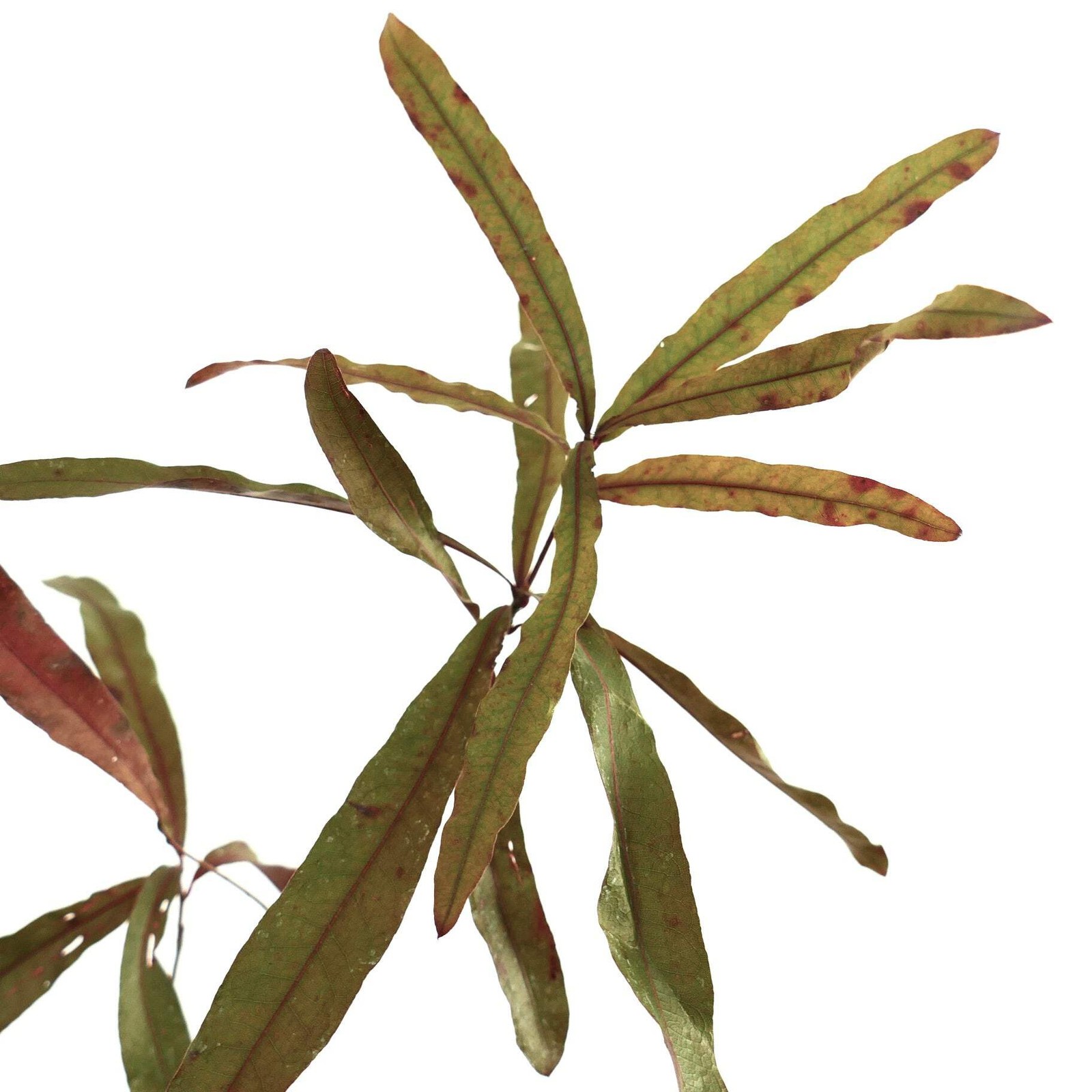 Quercus phellos – Willow Oak |.Rare Tree