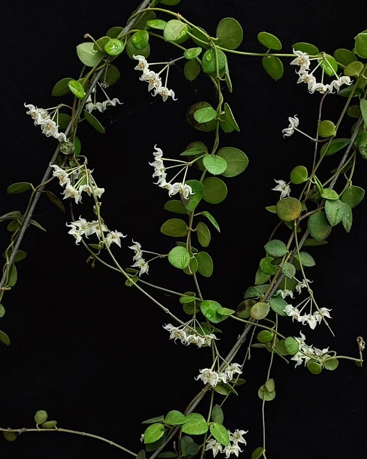 Hoya IM08 Sp Papua Rare Variegated, Real Picture, Aroid Houseplant