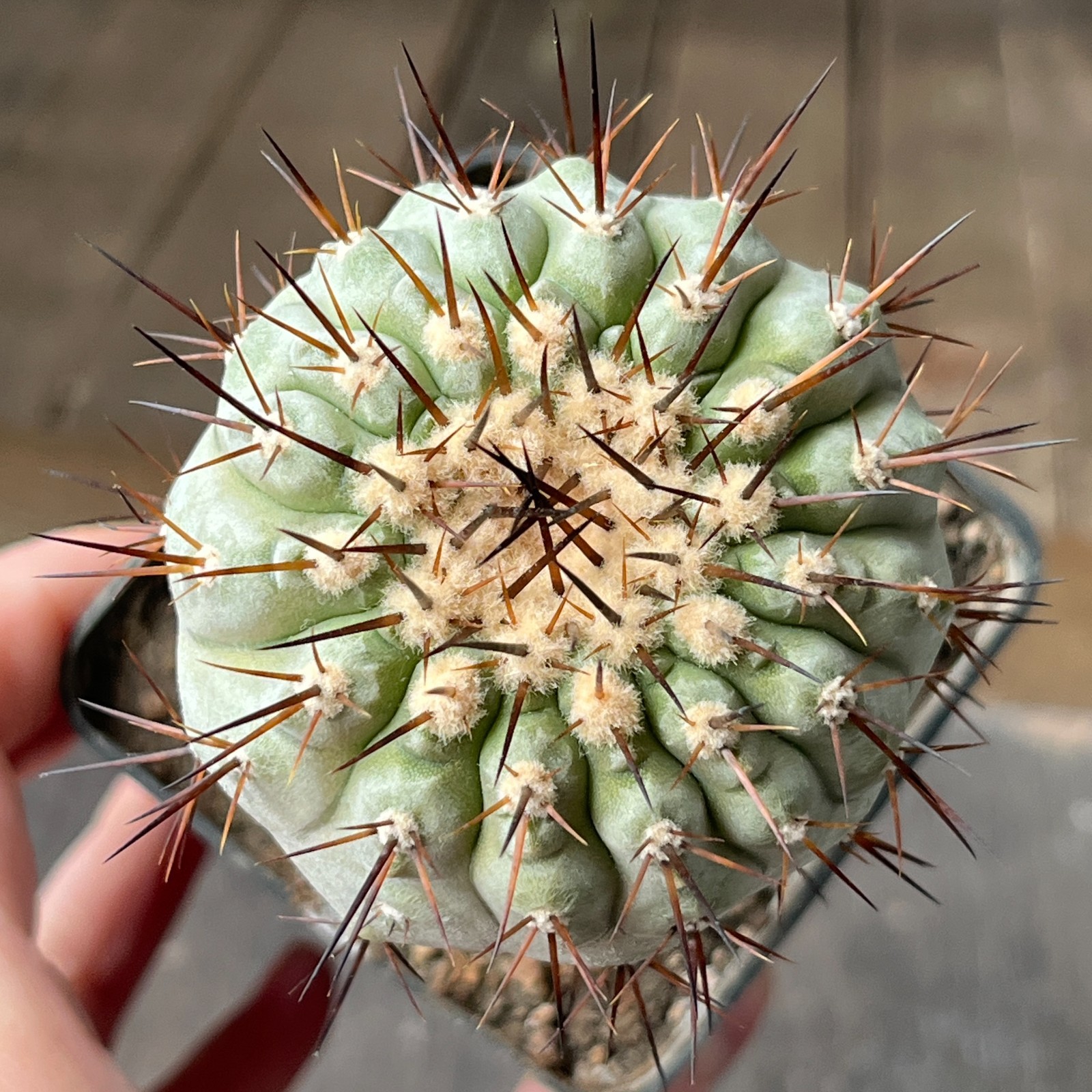 A2-1013 Copiapoa columna-alba, CS29, Esmeralda, Pure white stem, grafted
