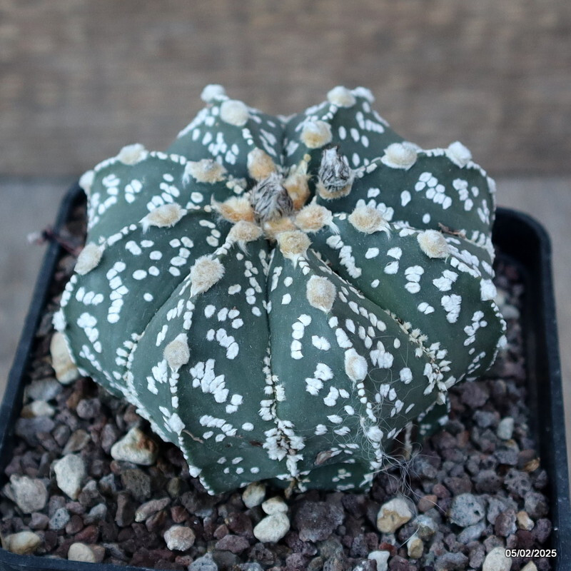 D1901 ASTROPHYTUM SUPER KABUTO pot10-H8-W9 cm MaMa Cactus