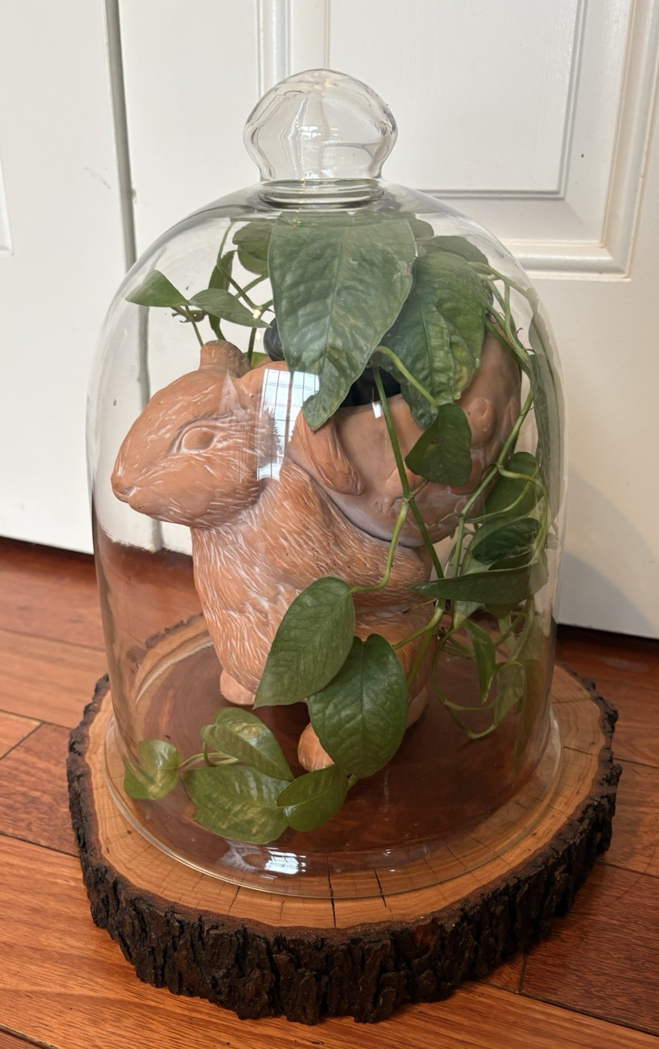 Glass Terrarium Cloche Dome Cover with Top Knob Rustic Wood Base Live Edge