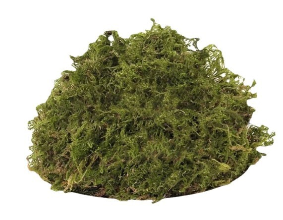 3 oz (85g) Dry Moss Original Yellow Color Grasses