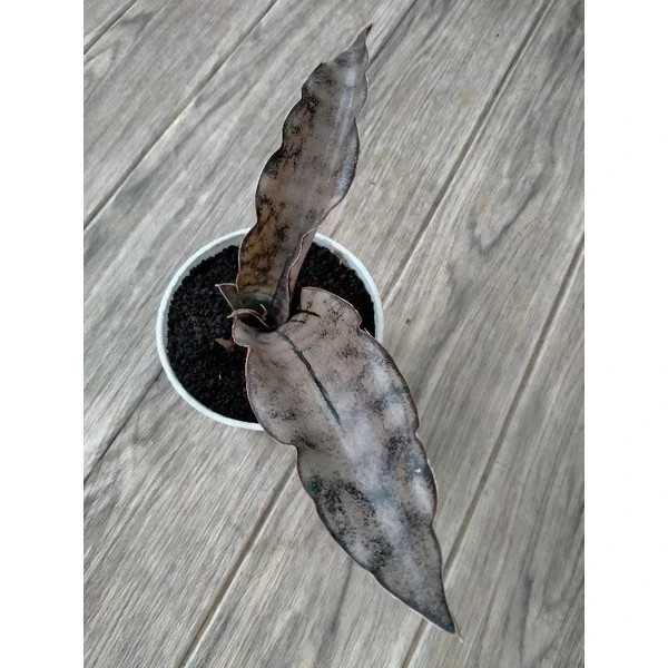 Sansevieria Kirkii Brown Rare Unique Snake Exotic Plant PL068