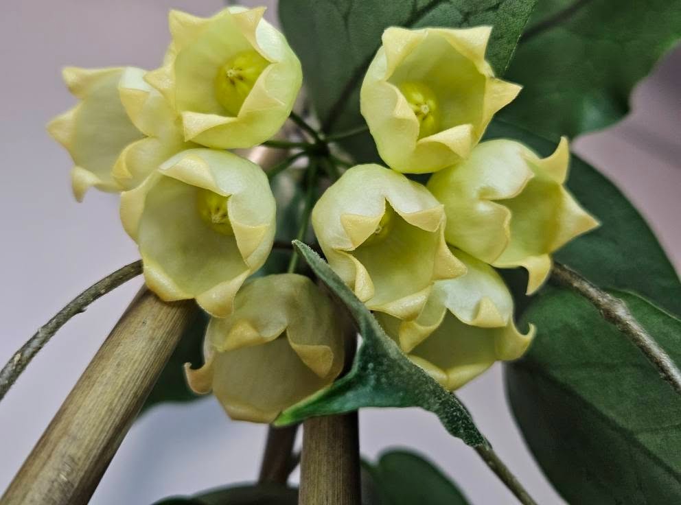 Hoya inflata Sp Papua Rare Variegated, Real Picture, Aroid Houseplant