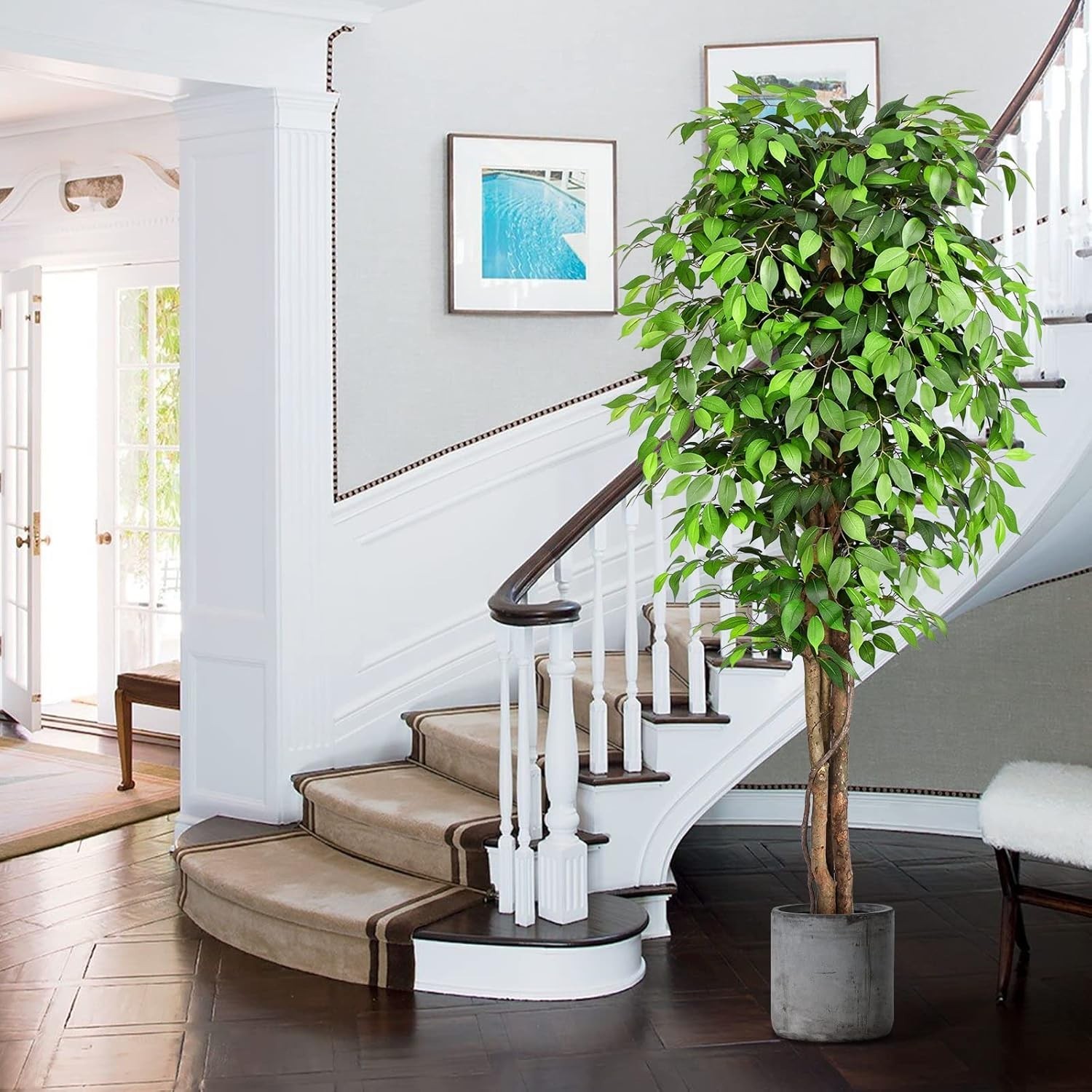 Large 7ft Ficus Tree for Home Decor=