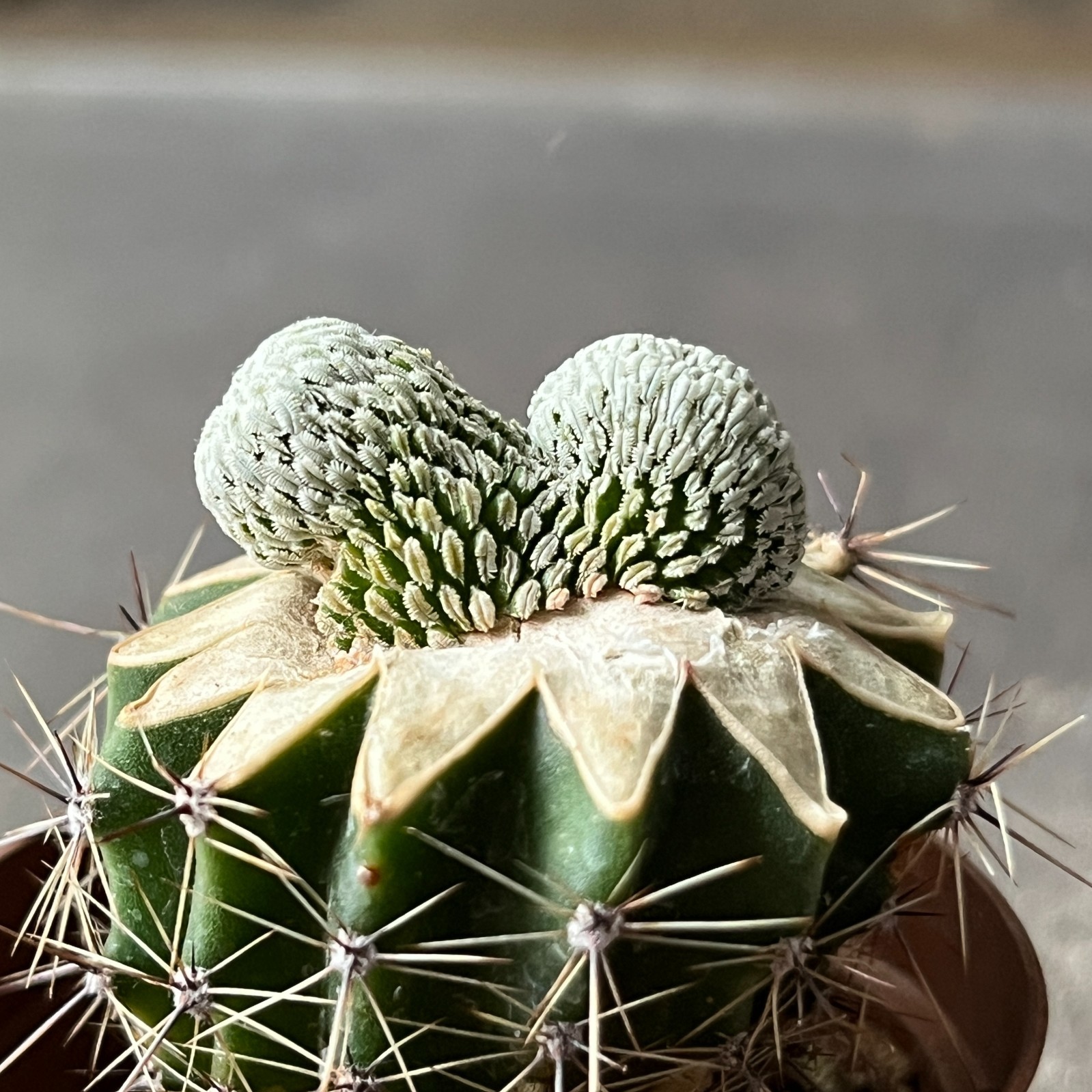 A14-4289 Mammillaria aselliformis f. cristata 2 pieces (Grafted)
