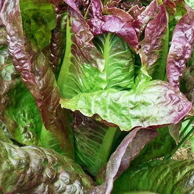 2000 RED ROMAINE LETTUCE seeds – HEIRLOOM – ORGANIC – NON GMO seeds
