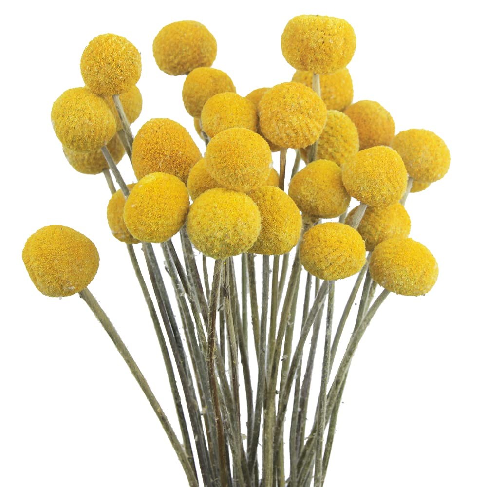 30 PCS Yellow Natural Dried Craspedia Billy Balls Flowers Button Bouquet Vase