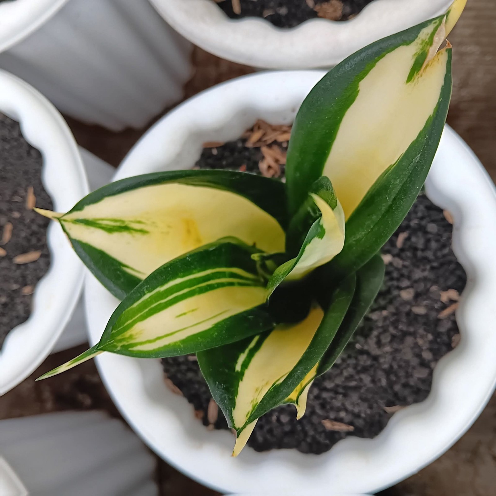 Sansevieria Hahnii Siam Tower Rare Uniqe Snake Plant