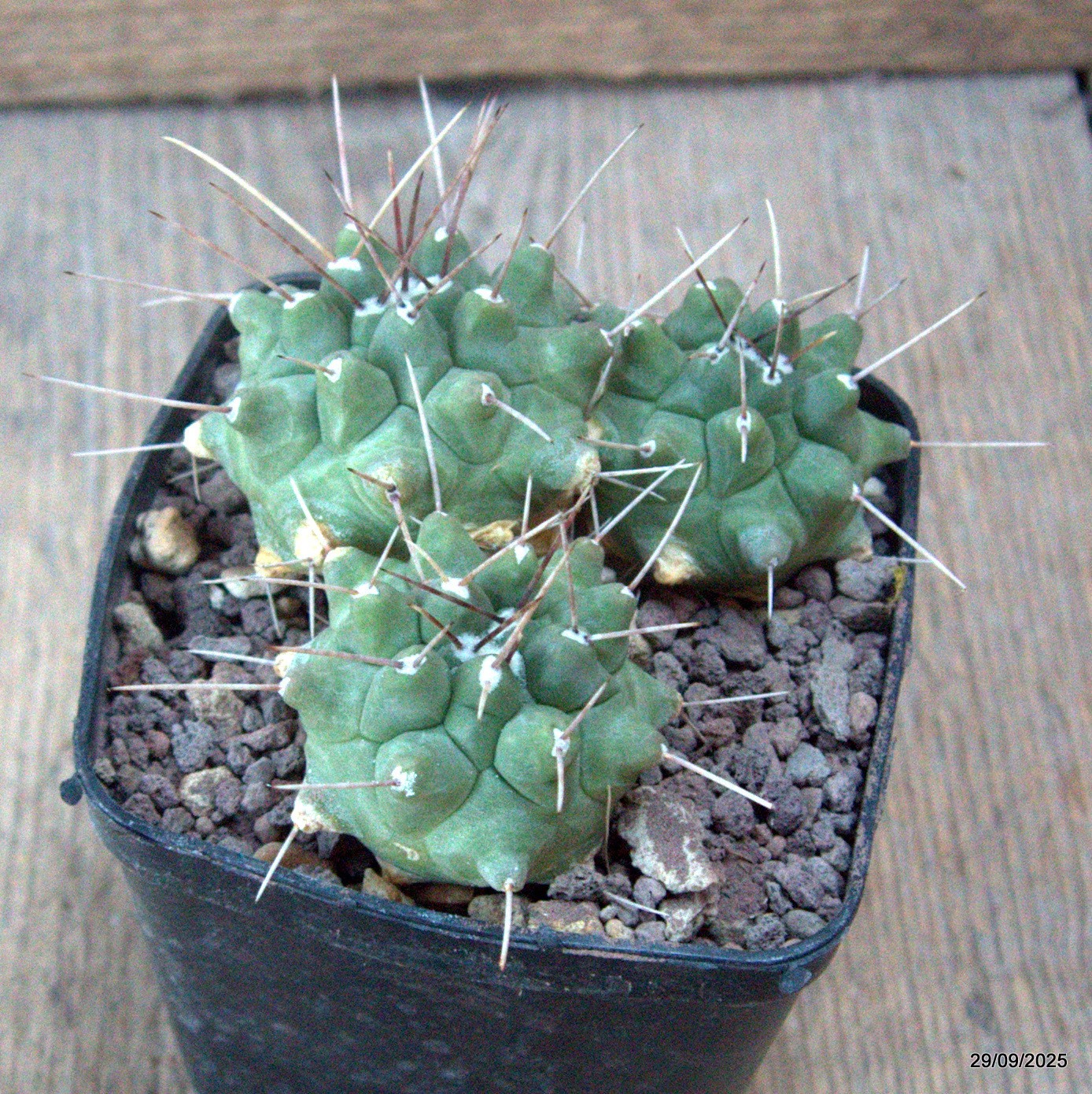 D6754 THELOCACTUS RINCONENSIS pot8-H5-W9 cm MaMa Cactus