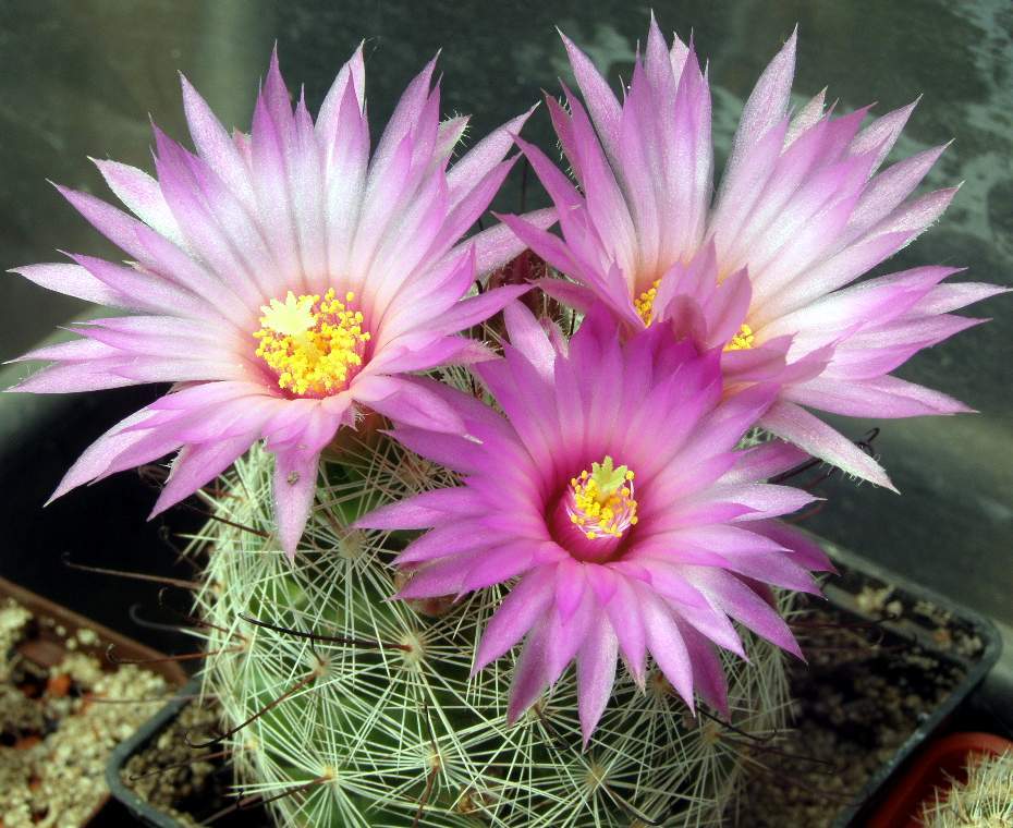 Mammillaria wilcoxii ,seeds 20 pcs