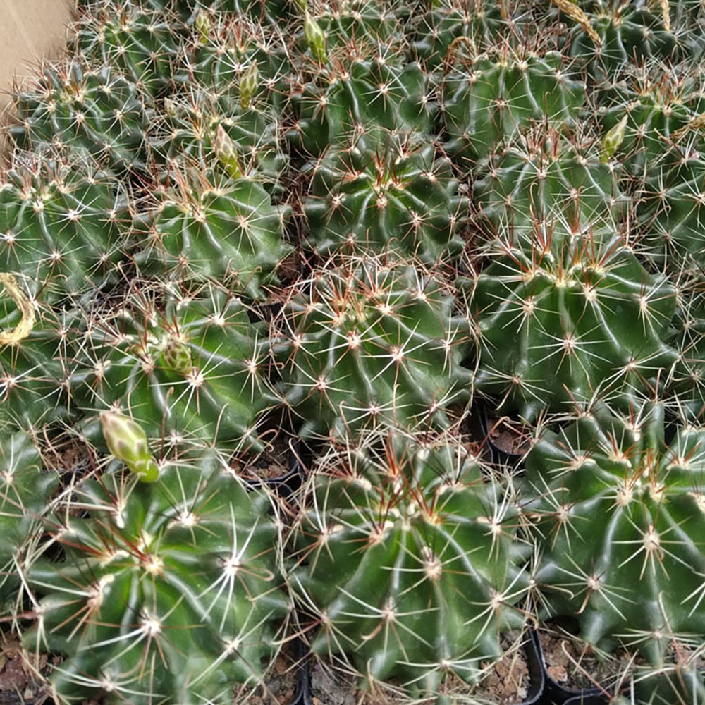 Thelocactus Setispinus (Fish Hook Cactus) – Drought Tolerant Live Plant