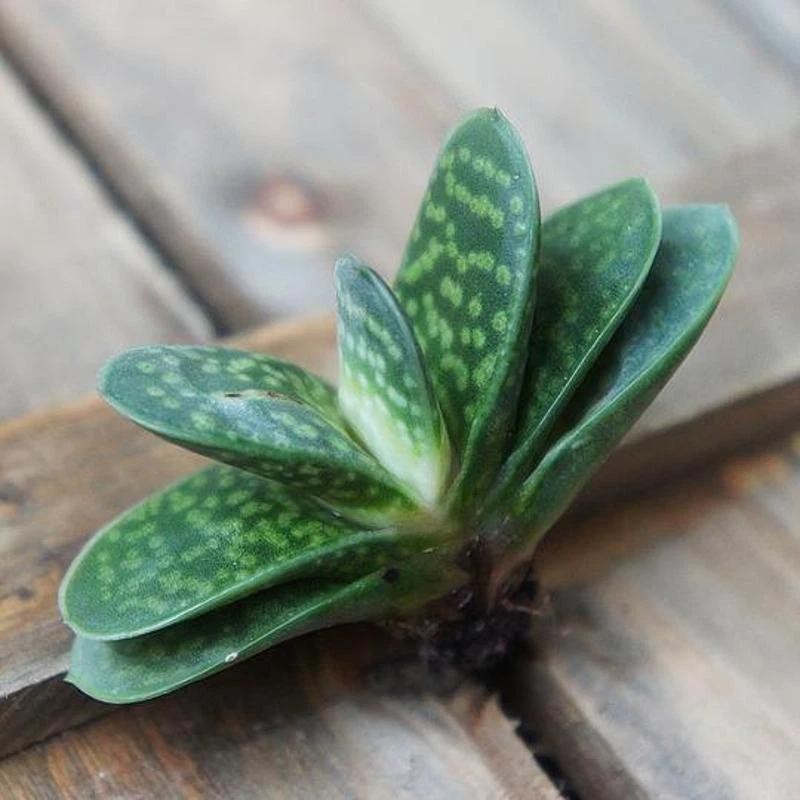 Gasteria Gracilis Gasteria Glomerata Succulent Cactus Plant