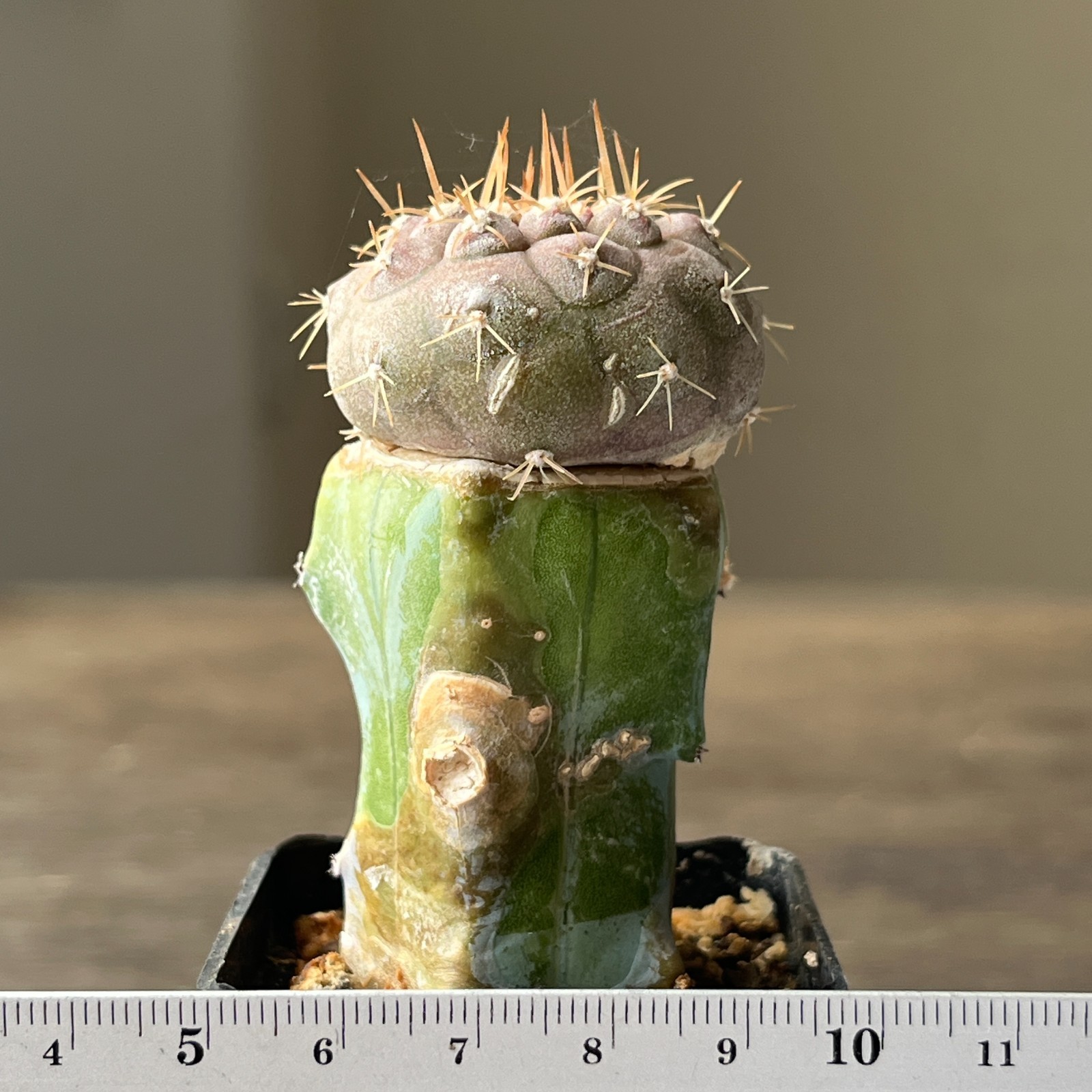 A54-4420 Copiapoa columna-alba, JN1295, NP Pan de Azucar, 57m, grafted