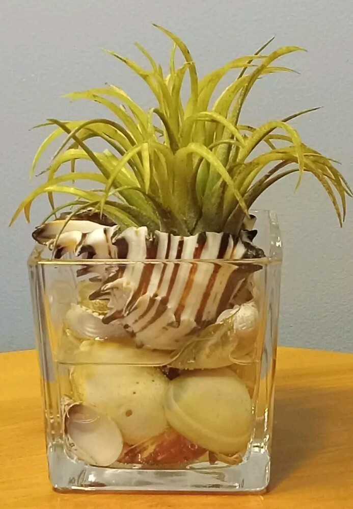 Air Plant Decorative Faux Tilandsia In Murex Shell Glass Container Arrangement