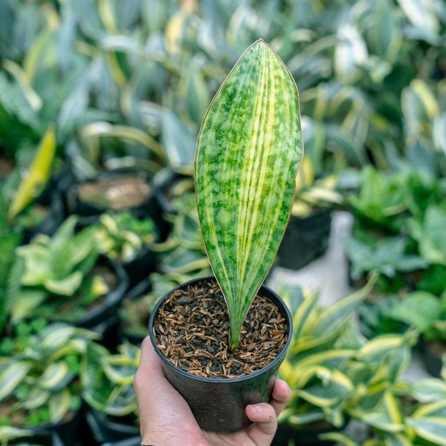 Sansevieria Masoniana Yellow Variegated Strip Beautiful Uniqe Snake Plant