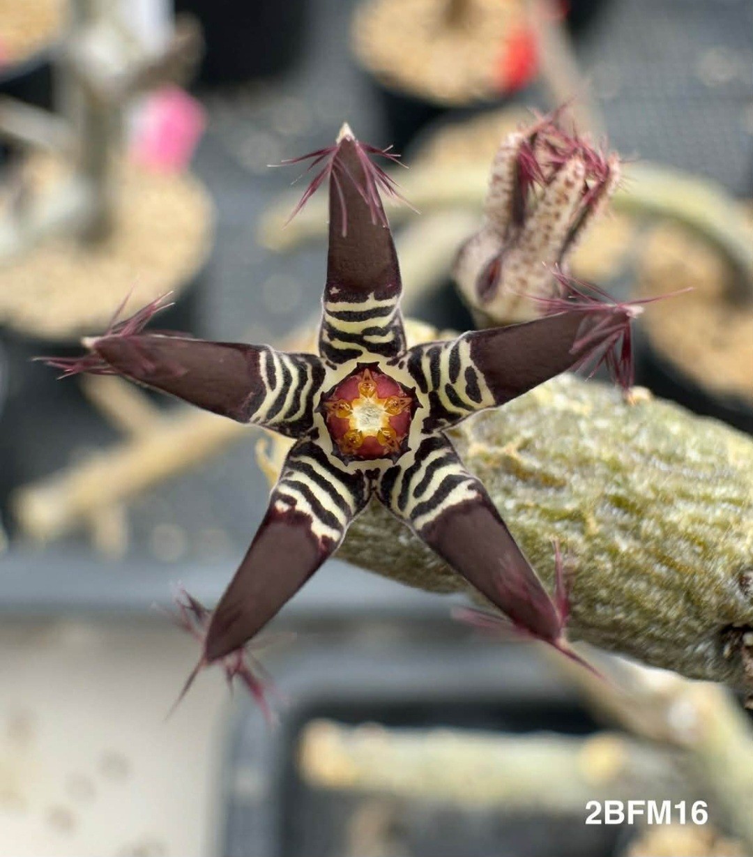 Rhytidocaulon macrolobum 2BFM16, no Stapelia, Huernia and Orbea