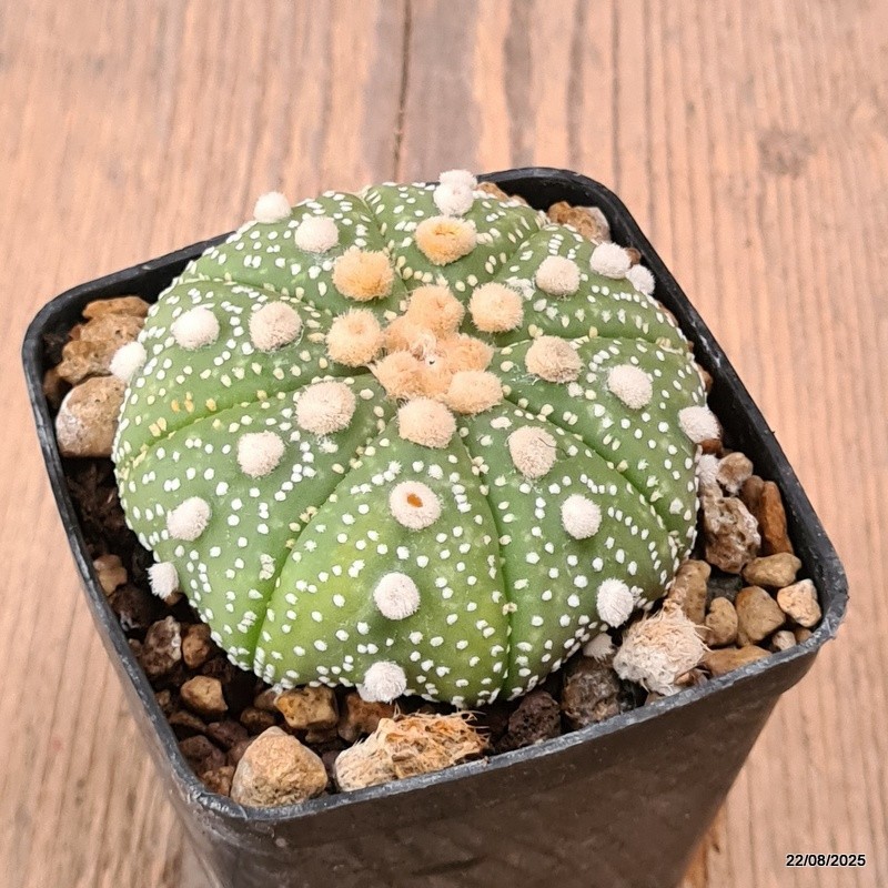 D6154 ASTROPHYTUM SUPERKABUTO pot7-H4-W7 cm MaMa Cactus