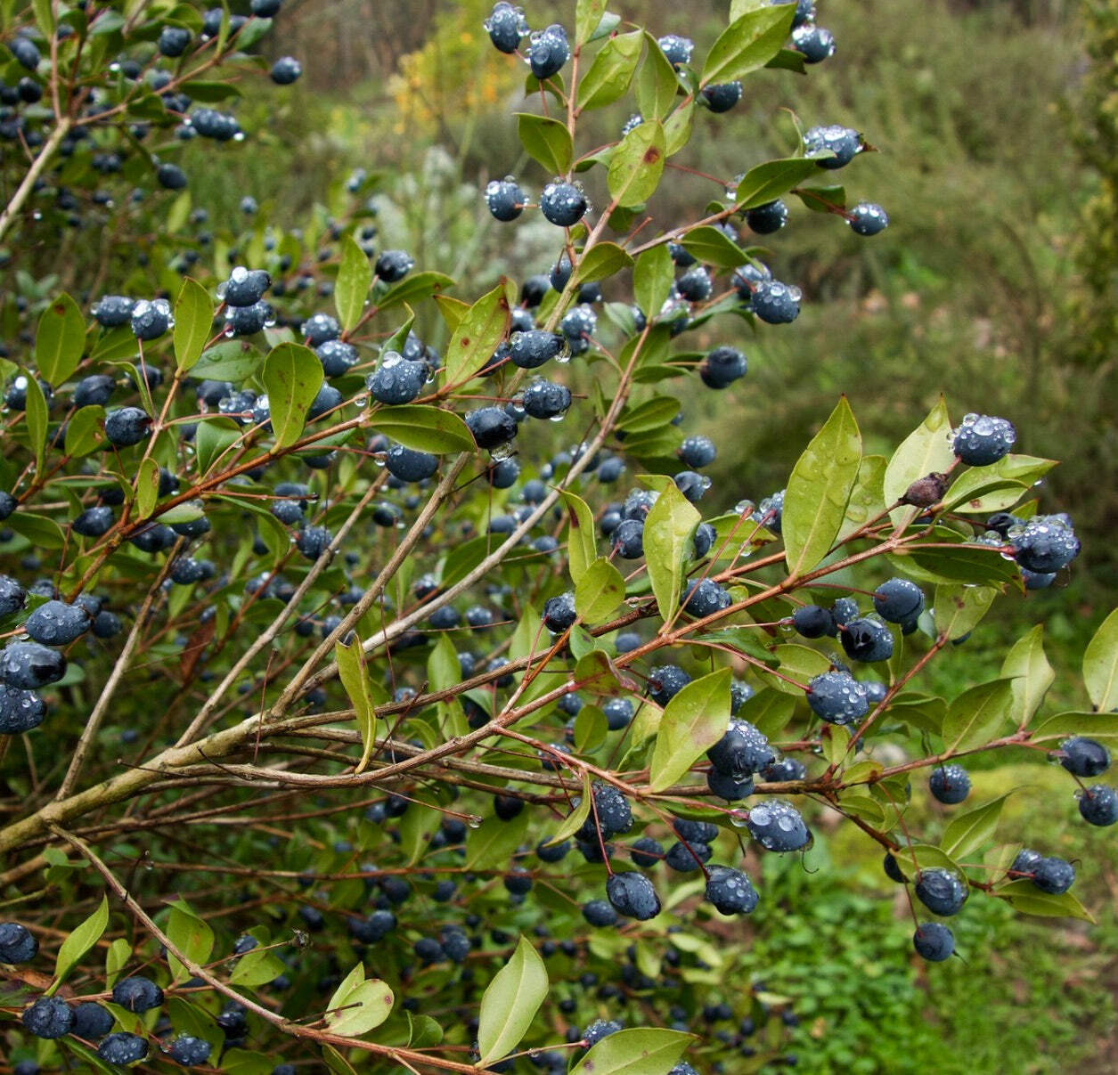 Myrtus communis 10-20cm | Common myrtle | True myrtle – Common myrtle | True myr