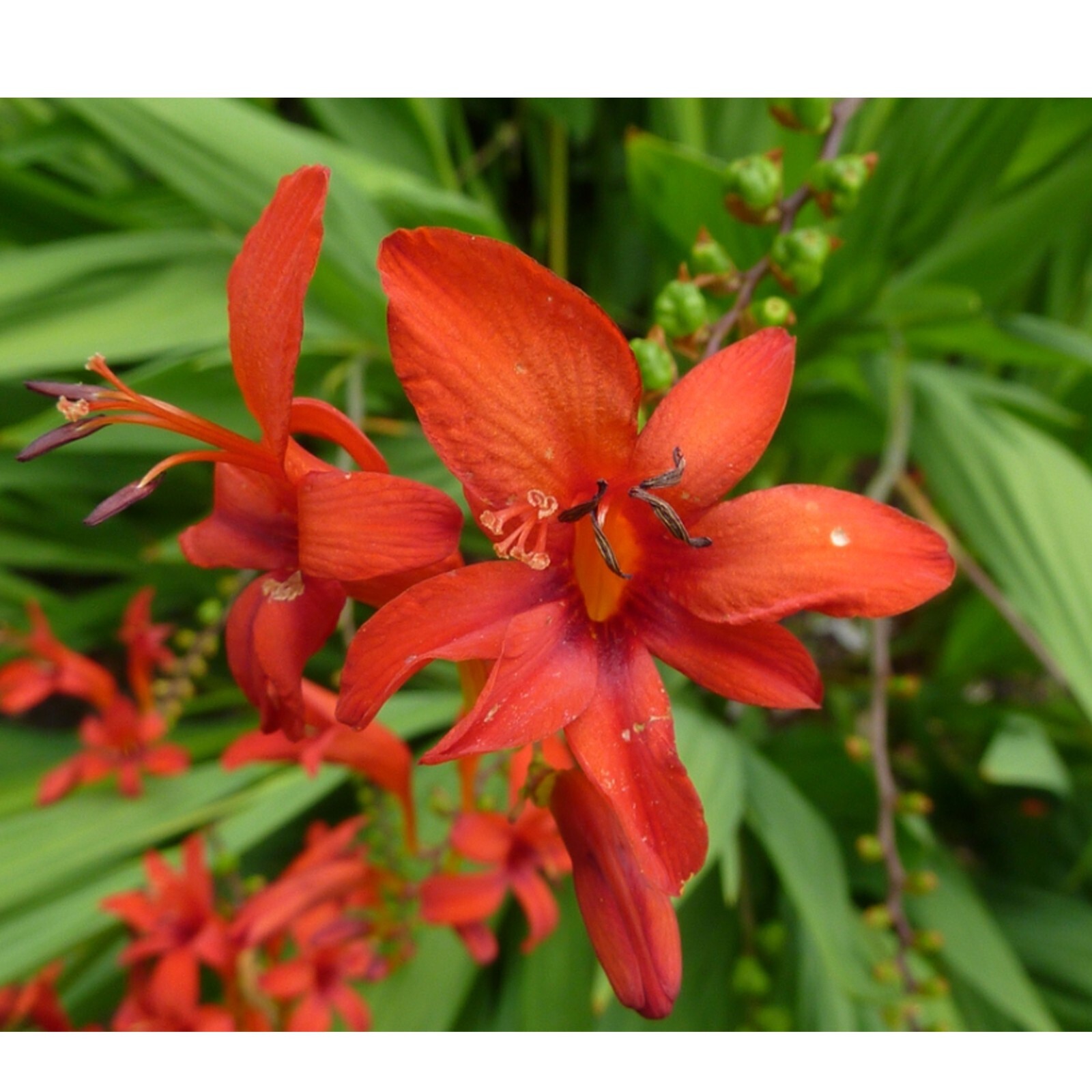 Crocosmia Lucifer Pollinator Friendly & Beautiful Crocosmia Mix 5 bulb