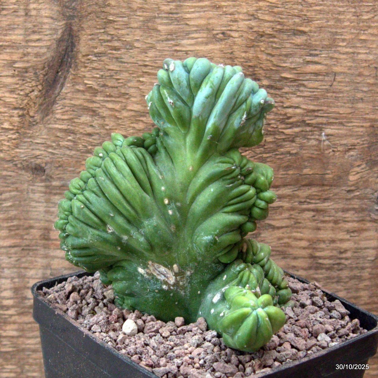 D7225 MYRTILLOCACTUS GEOMETRIZANS CRESTED pot10-H12-W10 cm MaMa Cactus