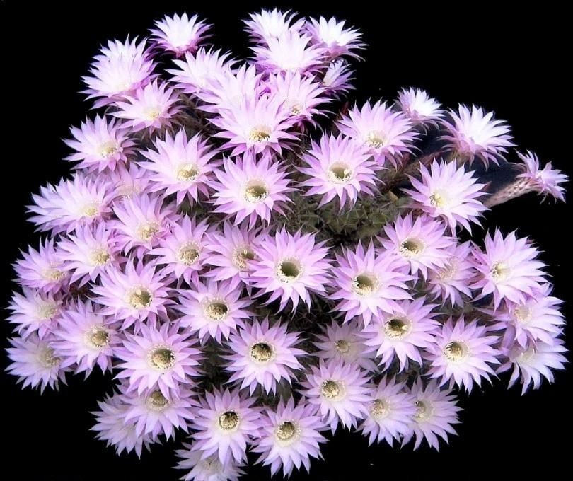 Echinopsis Oxygona Easter Lily Cactus Live Combo Flowering Cactus