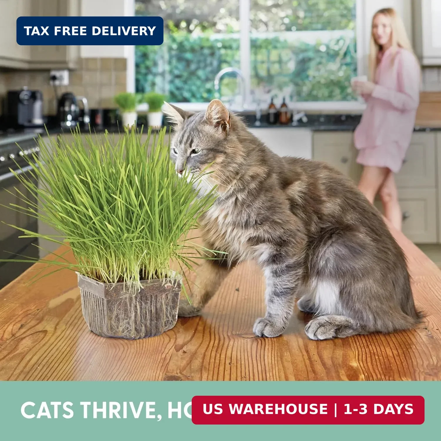 The Cat Ladies Cat Grass for Indoor Cats – Growing Kit – Organic Cat Grass Seeds
