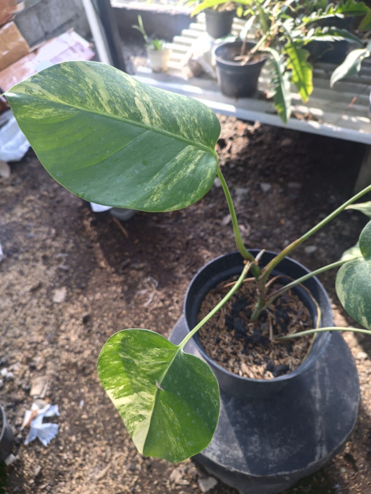 Real Pick Monstera Marmorata Variegated 6 Leaves