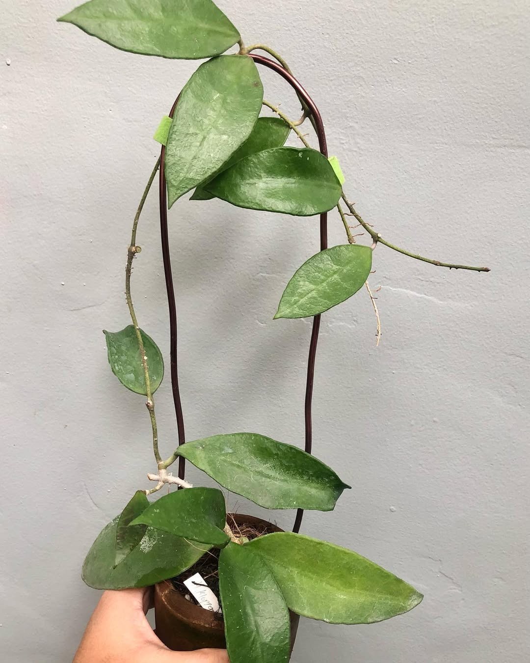 Sansevieria Hybrid Rorokidul Rare Uniqe Snake Plant