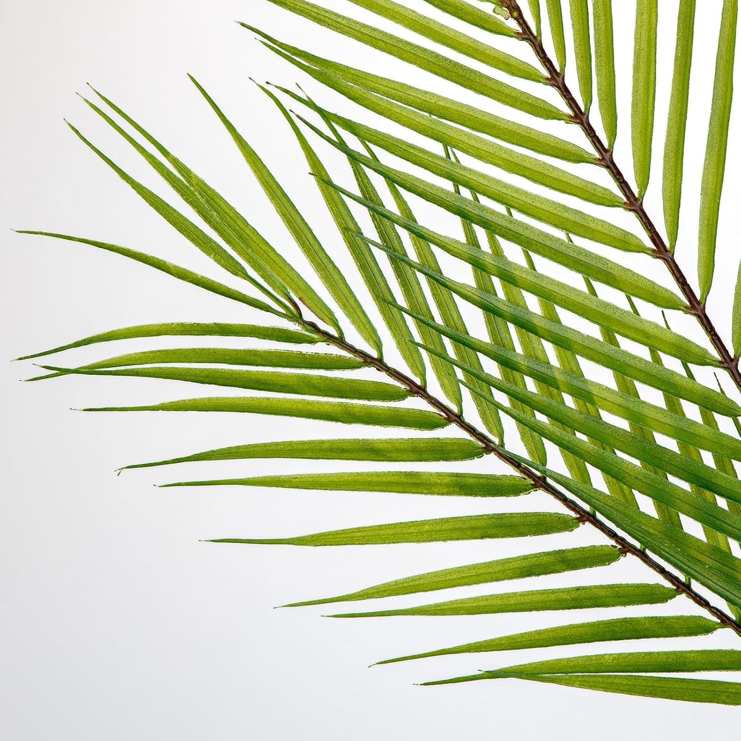 Durable & Realistic 26” Palm Fronds – Perfect for Tropical Home Decor & Events