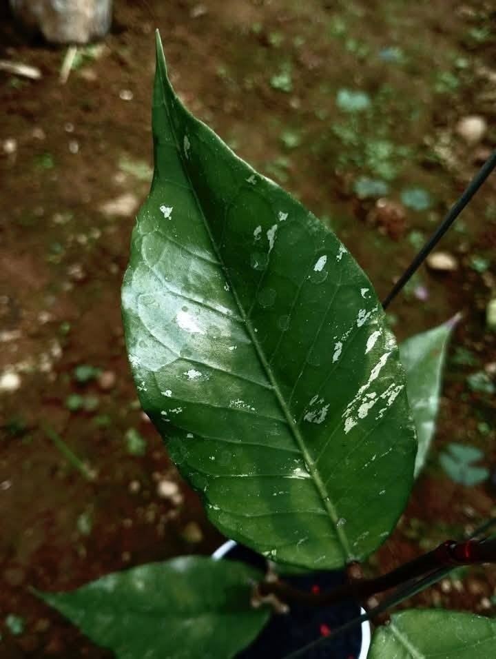 Hoya Sp Aceh Rikit Musara Rare Tropical Wax Plant