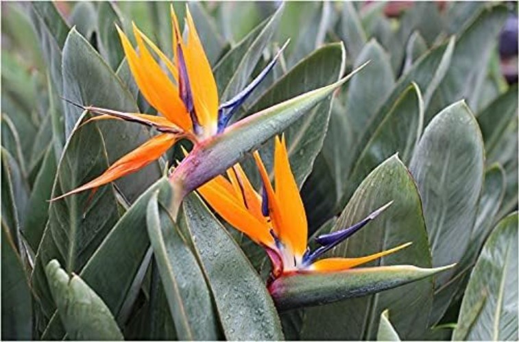 3 PCS 32 Inch Orange Red Large Bird of Paradise Permanent Artificial Flower, …