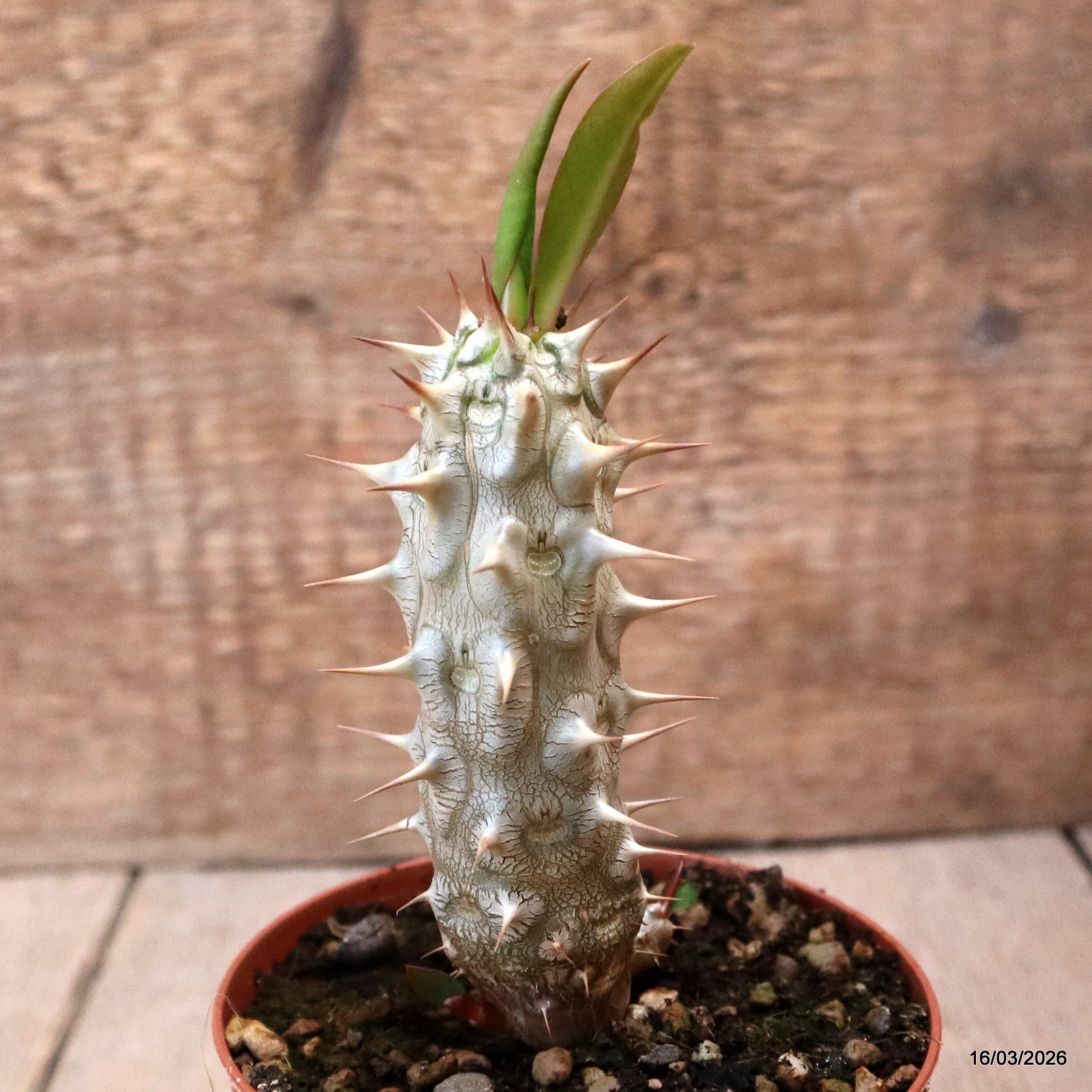 D8023 EUPHORBIA VULCANI pot10-H11-W4 cm MaMa Cactus