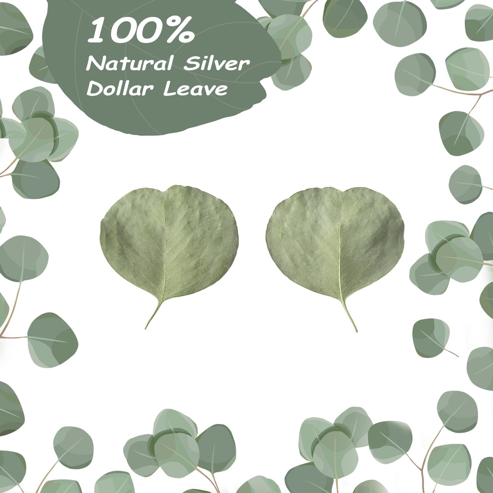 400+ Dried Real Silver Dollar Eucalyptus Leaves Natural Bulk for Wedding Decor