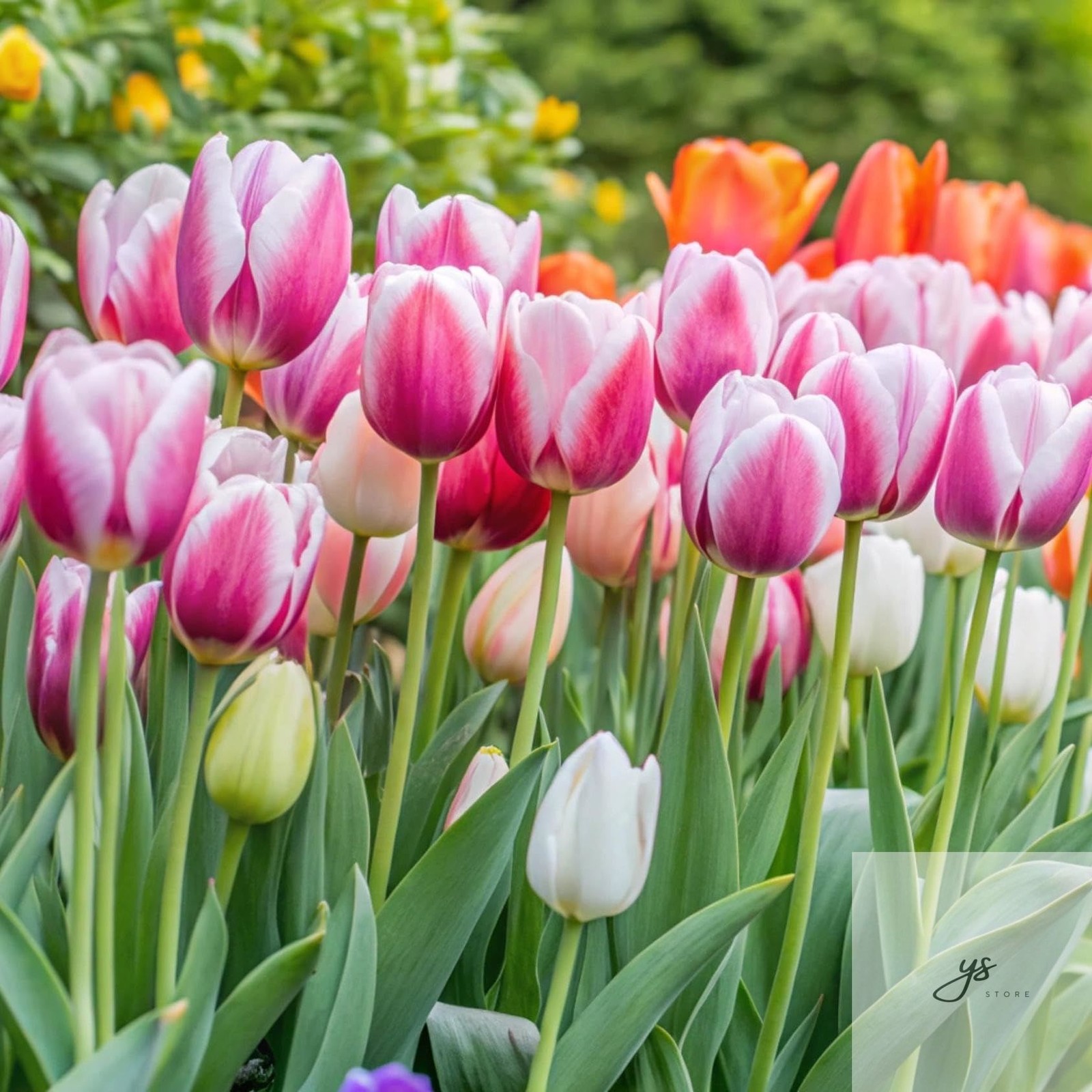 30 Pcs Fake Tulips Artificial Flowers Real Touch PU Faux Flowers Tulip Stems for