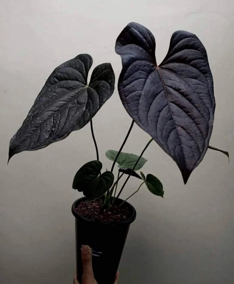 Anthurium Modeanum Big Size Real Picture