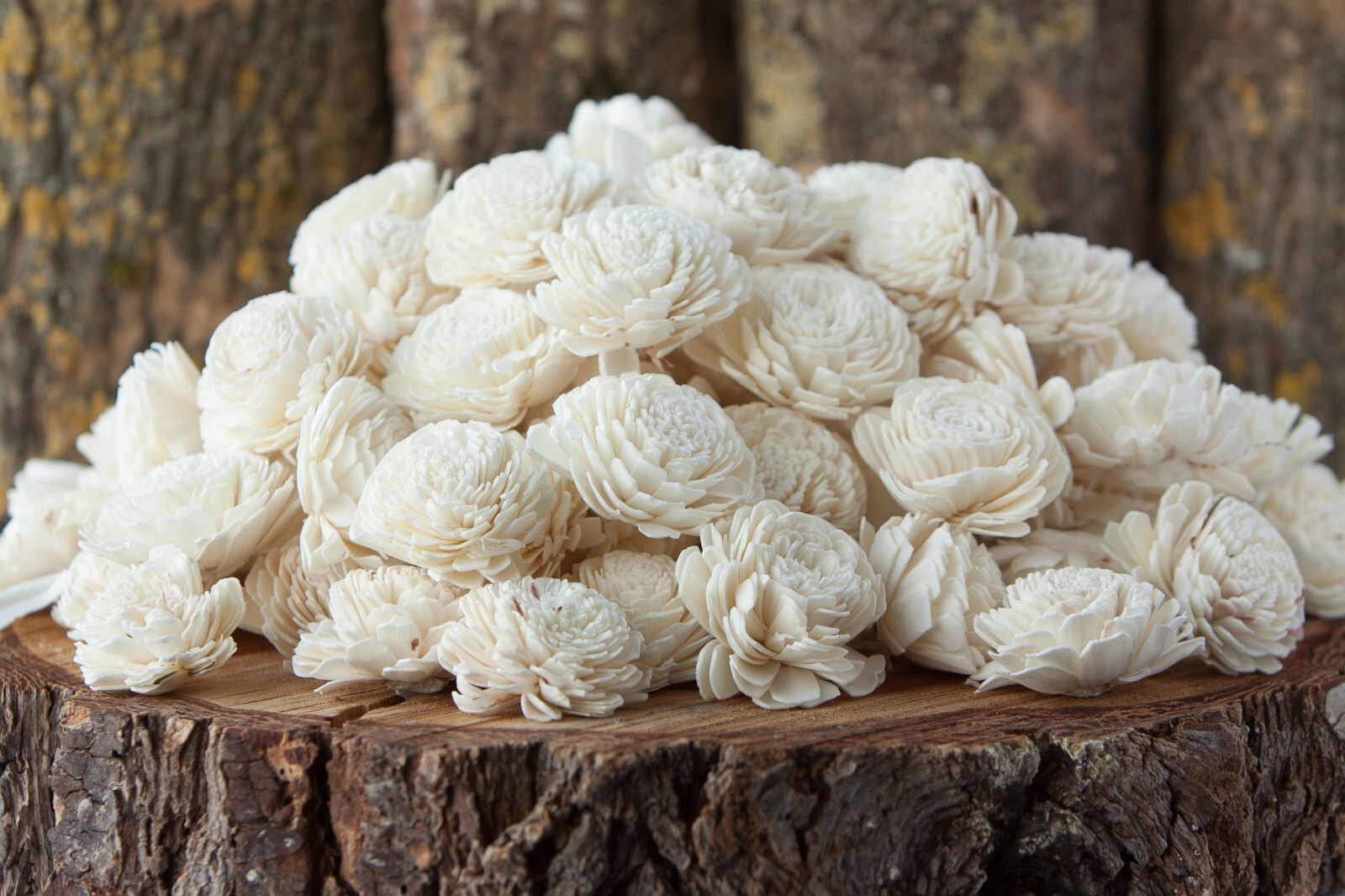 Ivory Belly Sola Wood Flowers – Set of 100 – Craft Flowers