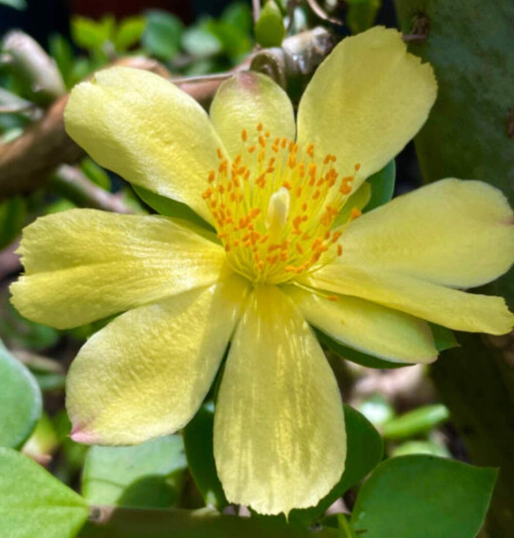 Pereskiopsis velutina – VERY GOOD FOR GRAFTING