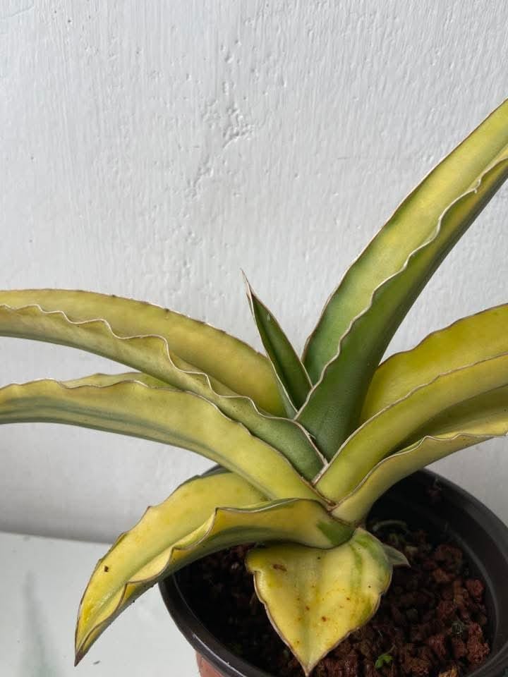 Sansevieria Perottii Variegated Big Size Rare Unique Snake Plant